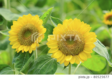 馬見丘陵公園 満開のひまわりと夏の花々 馬見丘陵公園 満開のひまわりと夏の花々 80525677