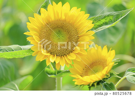 馬見丘陵公園 満開のひまわりと夏の花々 馬見丘陵公園 満開のひまわりと夏の花々 80525678