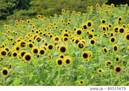 馬見丘陵公園 満開のひまわりと夏の花々 馬見丘陵公園 満開のひまわりと夏の花々 80525679
