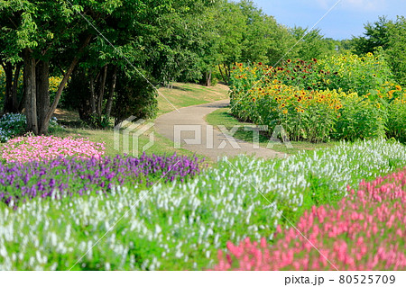 馬見丘陵公園　満開のひまわりと夏の花々 80525709