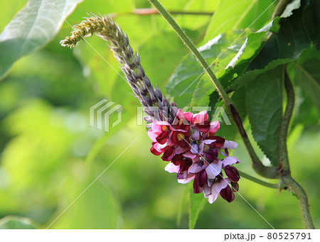 葛の花と葉 葛の花と葉 80525791