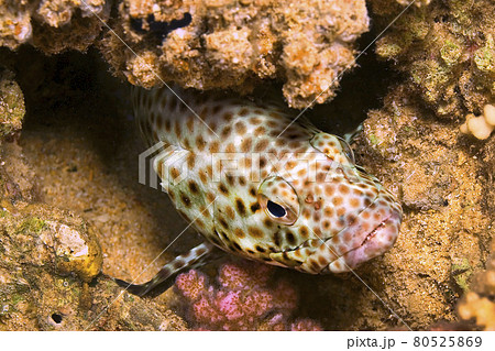 Coral grouper, Red Sea, Egypt 80525869