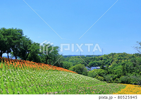 ユリの丘(可睡ゆりの園 静岡県) ユリの丘(可睡ゆりの園 静岡県) 80525945