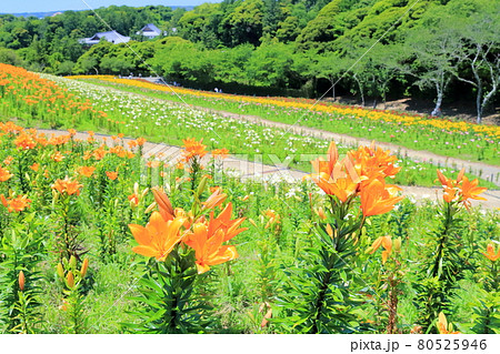 ユリの丘と可睡庵(可睡ゆりの園 静岡県) ユリの丘と可睡庵(可睡ゆりの園 静岡県) 80525946