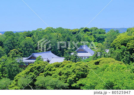 森に包まれるお寺(可睡庵 静岡県) 森に包まれるお寺(可睡庵 静岡県) 80525947