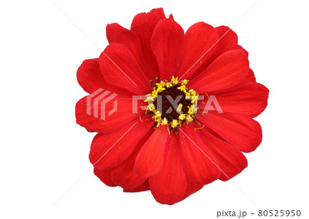 Red dahlia, detailed retouched 80525950