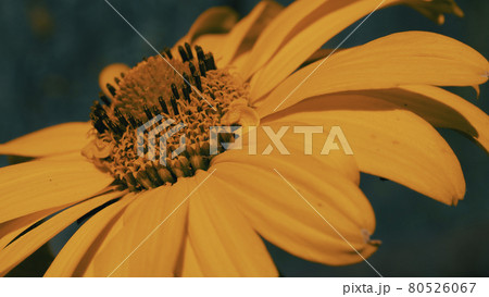 Arnica montana, also known as wolf's bane, leopard's bane, mountain tobacco and mountain arnica. Arnica montana is used as an herbal medicine for analgesic and anti-inflammatory purposes. Close-up. 80526067