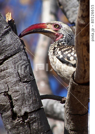 Redbilled hornbill, Chobe National Park, Botswana Redbilled hornbill, Chobe National Park, Botswana 80526655