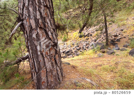 Canary Islands Pine, Caldera de Taburiente National Park, Canary Islands, Spain Canary Islands Pine, Caldera de Taburiente National Park, Canary Islands, Spain 80526659