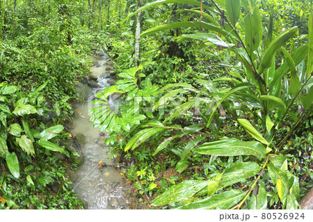 Tropical Rainforest, Marino Ballena National Park, Costa Rica Tropical Rainforest, Marino Ballena National Park, Costa Rica 80526924