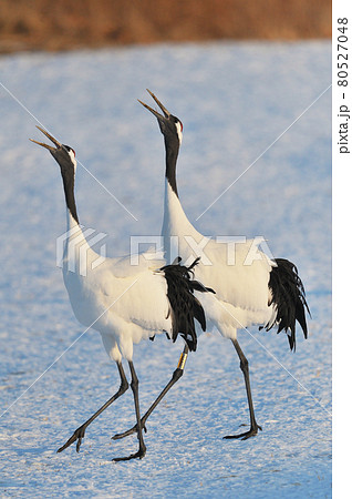 タンチョウの鳴き交わし(北海道・鶴居) タンチョウの鳴き交わし(北海道・鶴居) 80527048