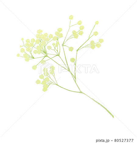 カスミソウの単体イラストのイラスト素材