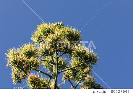 リュウゼツラン　花 80527642