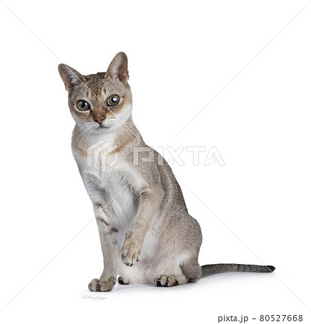 Senior Singapura cat on white background 80527668