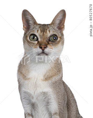 Senior Singapura cat on white background Senior Singapura cat on white background 80527670