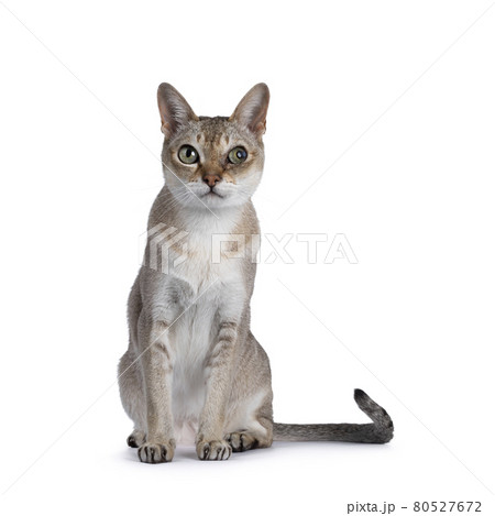 Senior Singapura cat on white background Senior Singapura cat on white background 80527672