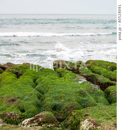 View of Laomei Green Reef (Stone troughs) at New Taipei City. Green algae on the sea groove (Sea erosion ditch) only in April and May. View of Laomei Green Reef (Stone troughs) at New Taipei City. Green algae on the sea groove (Sea erosion ditch) only in April and May. 80528091