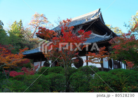 宝福寺　秋の朝の仏殿と紅葉と青空　岡山県総社市 80528230