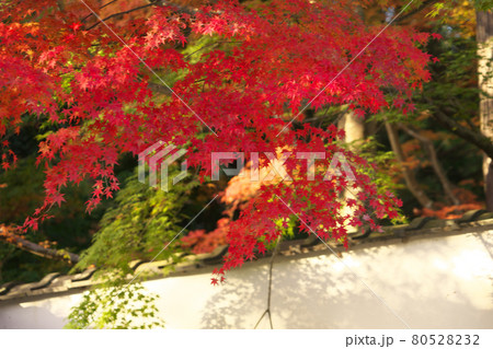 宝福寺　朝日に照るモミジの紅葉と白壁の土塀　岡山県総社市 80528232