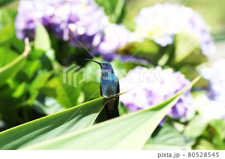 コスタリカに生息する空飛ぶ宝石ともいわれるハチドリ コスタリカに生息する空飛ぶ宝石ともいわれるハチドリ 80528545