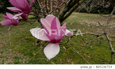 March. Delicate Magnolia Blossom Time March. Delicate Magnolia Blossom Time 80528754