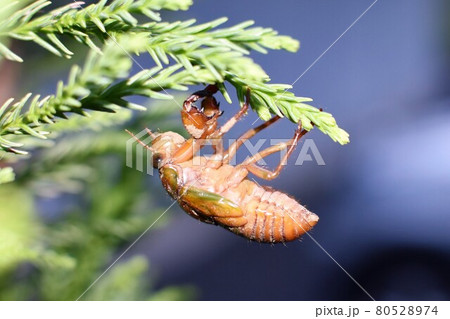 夏の夜 アブラゼミの羽化 80528974