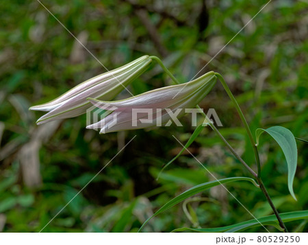 ササユリの蕾 80529250