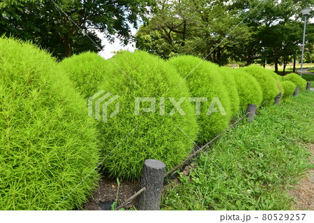 成長途中のコキアの花 成長途中のコキアの花 80529257