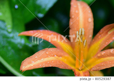 ノカンゾウ(野萱草)埼玉県/7月 ノカンゾウ(野萱草)埼玉県/7月 80529387