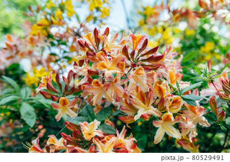 Shrubs in bloom of Orange Japanese Rhododendron 80529491