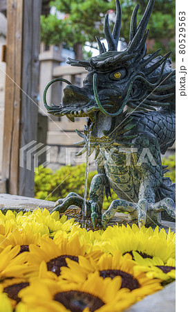 向日葵 花手水 彦島八幡宮 山口県 向日葵 花手水 彦島八幡宮 山口県 80529563