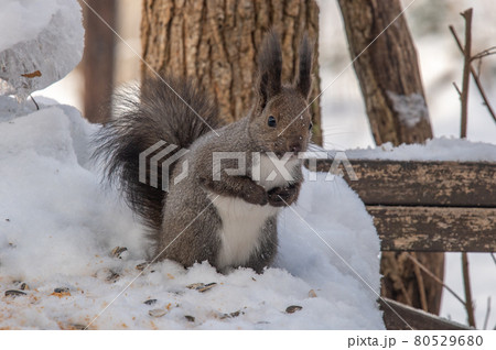 エゾリス　冬のもぐもぐタイム 80529680