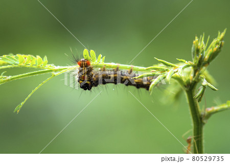 A Worm Caterpillar crawling up the top of the plant. 80529735