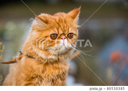 Red Persian cat Portrait with big orange round eyes 80530385