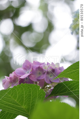 逆光の中の紫陽花 玉ボケの写真素材