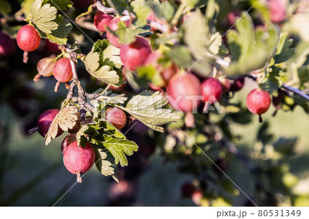 ripe gooseberry berries grow on the branches of the bush ripe gooseberry berries grow on the branches of the bush 80531349