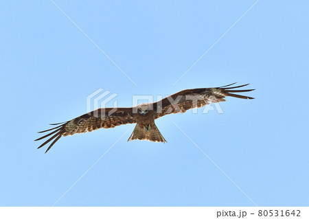 鴨川のトンビ 鴨川のトンビ 80531642