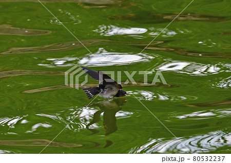 長居植物園の燕 80532237