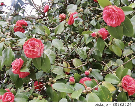 スペイン サンティアゴ・デ・コンポステーラの椿 ルーズ スペイン サンティアゴ・デ・コンポステーラの椿 ルーズ 80532524