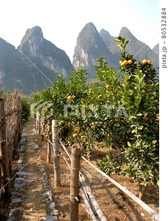 Orange trees near the Li River between Guilin and Yangshuo in Guangxi Province, China. The karst hills and river scenery have provided inspiration for artists and poets. Li River farming, Guilin. 80532884
