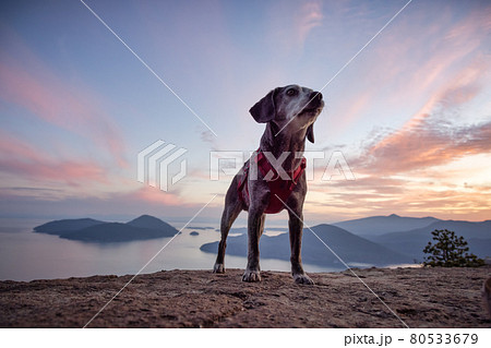 Adventurous little hiking dog on top of a mountain 80533679