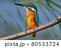 Bird - Common Kingfisher ( Alcedo atthis ) sitting on a dry branch on a sunny summer morning. Closeup. 80533724