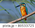 Bird - Common Kingfisher ( Alcedo atthis ) sitting on a dry branch on a sunny summer morning. Closeup. 80533725