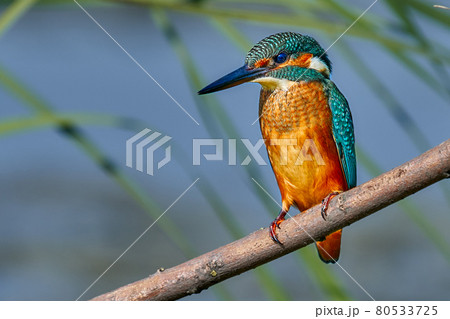 Bird - Common Kingfisher ( Alcedo atthis ) sitting on a dry branch on a sunny summer morning. Closeup. Bird - Common Kingfisher ( Alcedo atthis ) sitting on a dry branch on a sunny summer morning. Closeup. 80533725