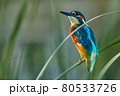 Bird - Common Kingfisher ( Alcedo atthis ) sitting on a reed bush on a sunny summer morning. Closeup. 80533726
