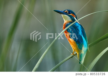 Bird - Common Kingfisher ( Alcedo atthis ) sitting on a reed bush on a sunny summer morning. Closeup. Bird - Common Kingfisher ( Alcedo atthis ) sitting on a reed bush on a sunny summer morning. Closeup. 80533726