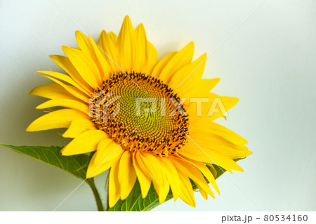 Sunflower texture and background. Texture of sunflower pollen. 80534160