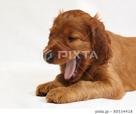 charming Irish setter puppy of brown color on a white background 80534418