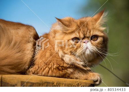 Funny Red Persian cat with a leash walking on the beach 80534433