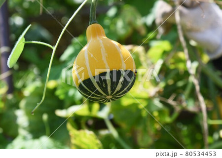 ペポカボチャ（おもちゃカボチャ）・タネ栄養価大 80534453